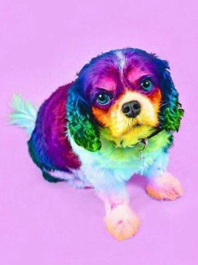 Broderie Diamant Cavalier King Charles multicolores fond 