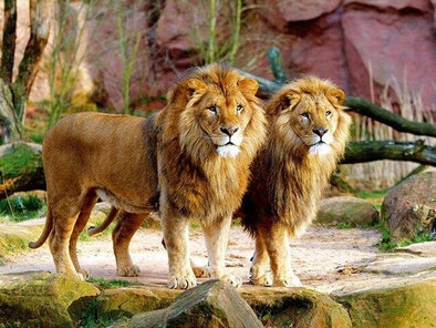 Broderie Diamant Deux Lions