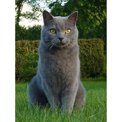 Broderie Diamant Grand Chat Gris