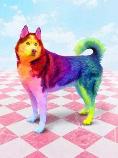 Broderie Diamant Husky vintage multicolore