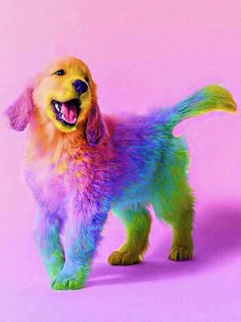 Broderie Diamant Labrador multicolore fond rose