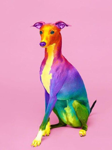 Broderie Diamant Lévrier multicolore fond rose