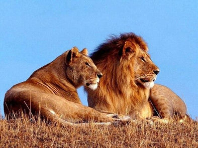 Broderie Diamant Lion & Lionne dans la Savane