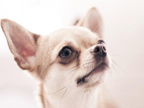Broderie Diamant Portrait d’un Chihuahua